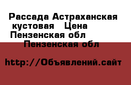 Рассада Астраханская кустовая › Цена ­ 100 - Пензенская обл.  »    . Пензенская обл.